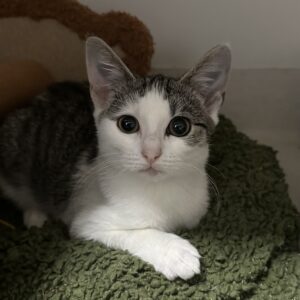 Daisy - gentle little soul