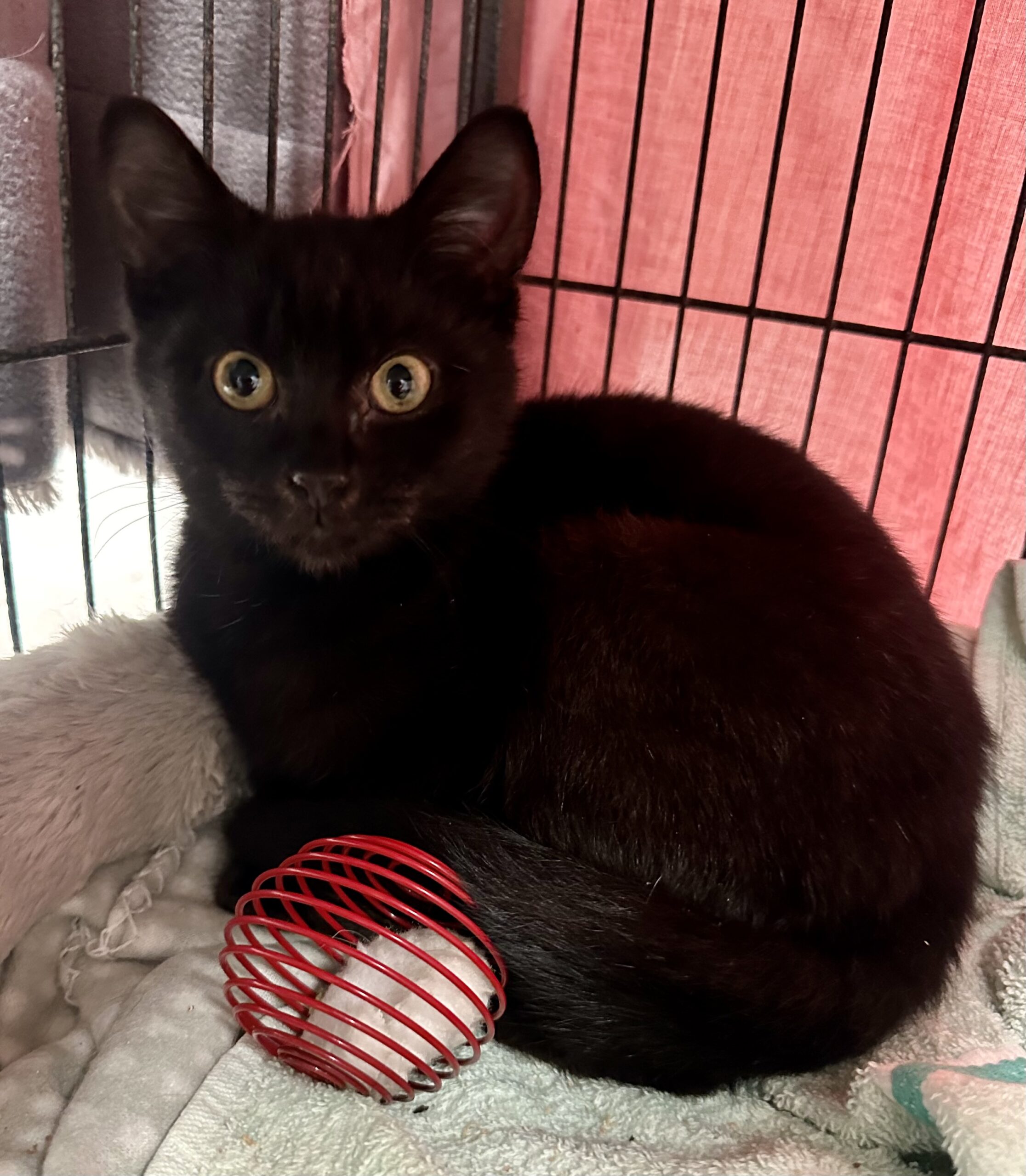 Henry - the little shadow who just wants cuddles