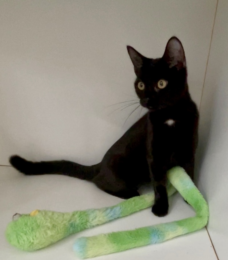 Australis - playful, curious and full of love - Image 2