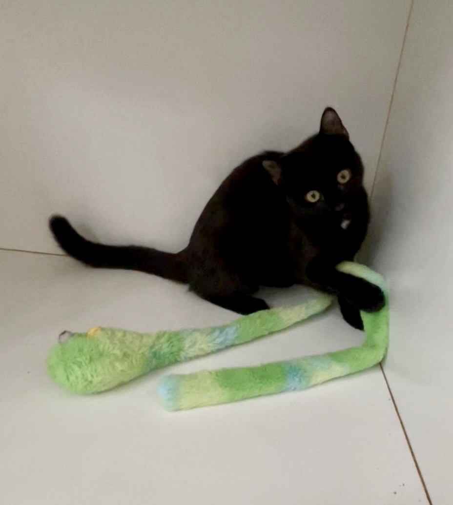 Australis - playful, curious and full of love - Image 4