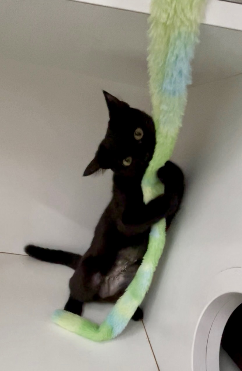 Australis - playful, curious and full of love - Image 3