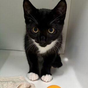 Harry - tuxedo kitten looking for a patient home