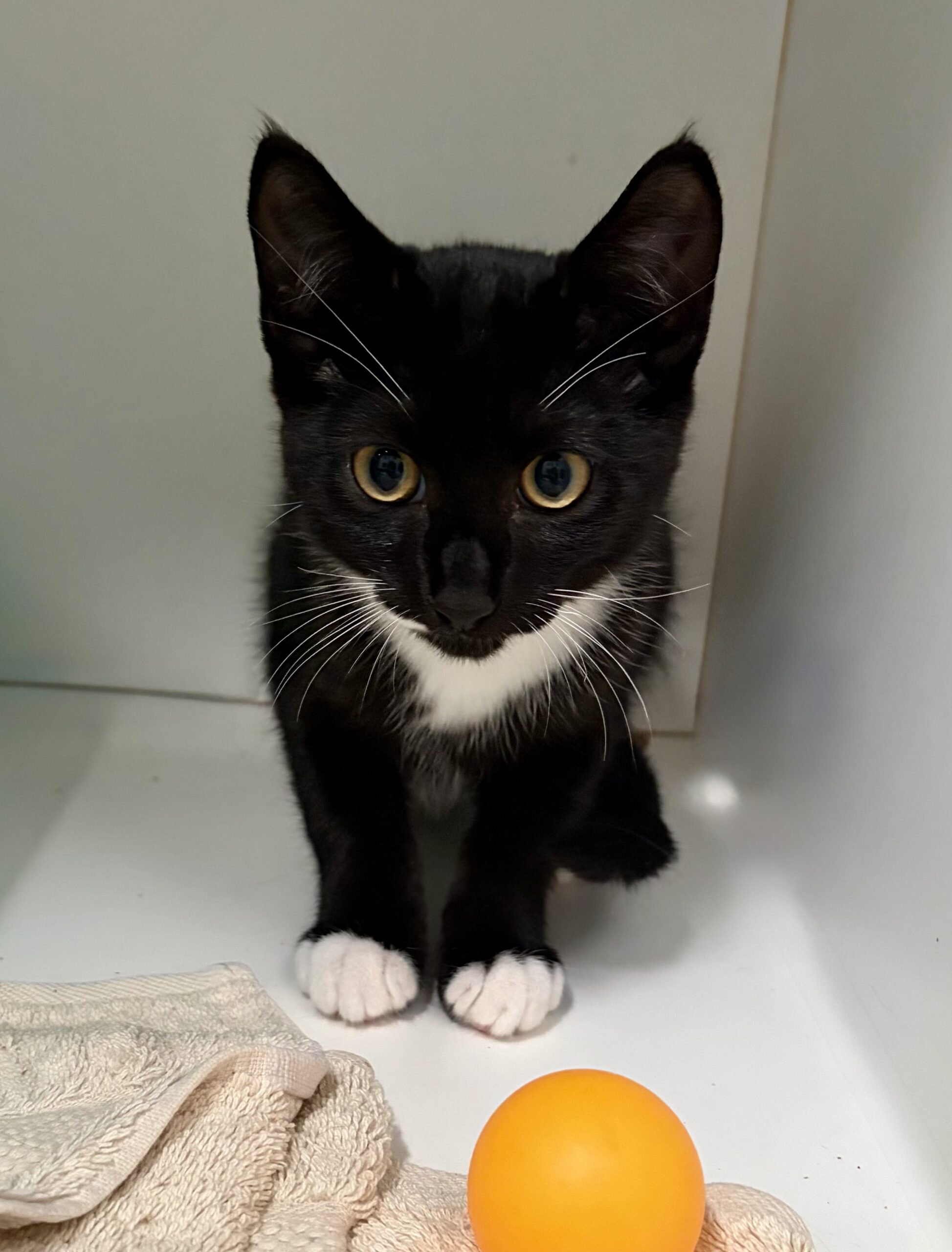 Harry - tuxedo kitten looking for a patient home