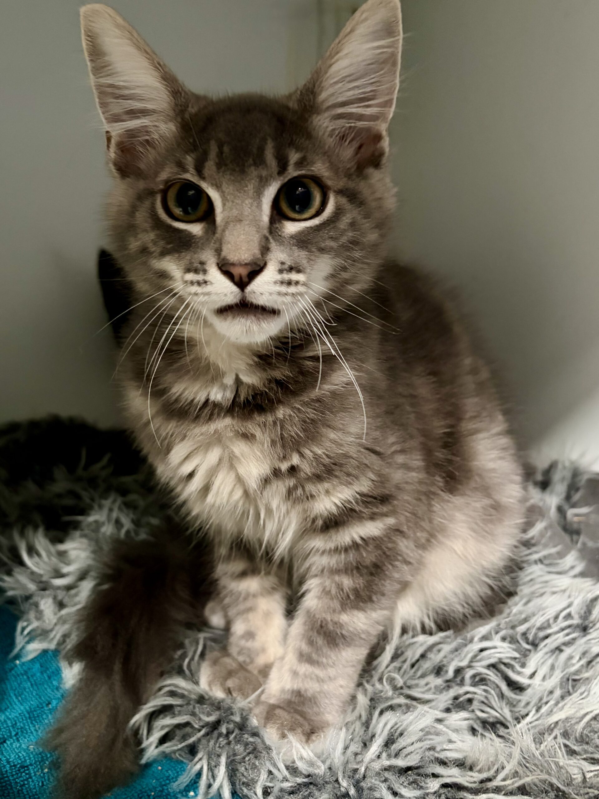 Romeo - gentle soul looking for a quiet home - Image 2