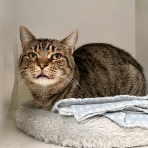 Enzo - gentle heart waiting to shine