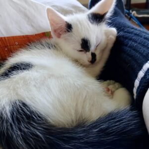 Milo - lively, loving and full of personality