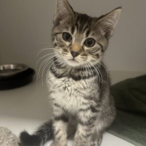 Potter - playful little tabby boy