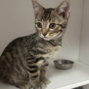Phoenix - playful little tabby boy