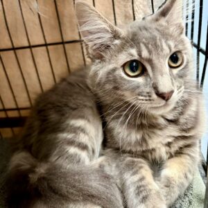 Romeo - gentle soul looking for a quiet home