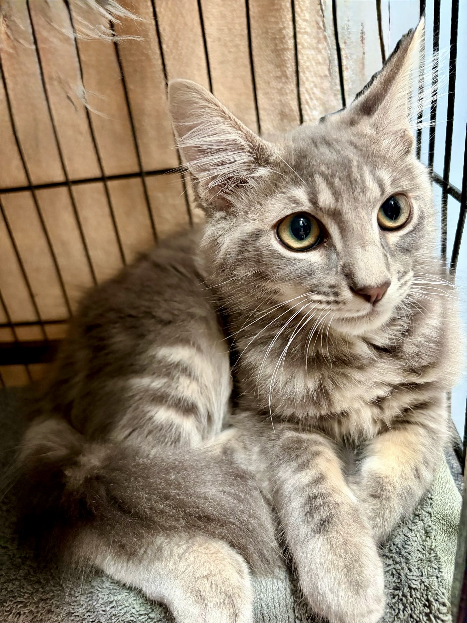 Romeo - gentle soul looking for a quiet home