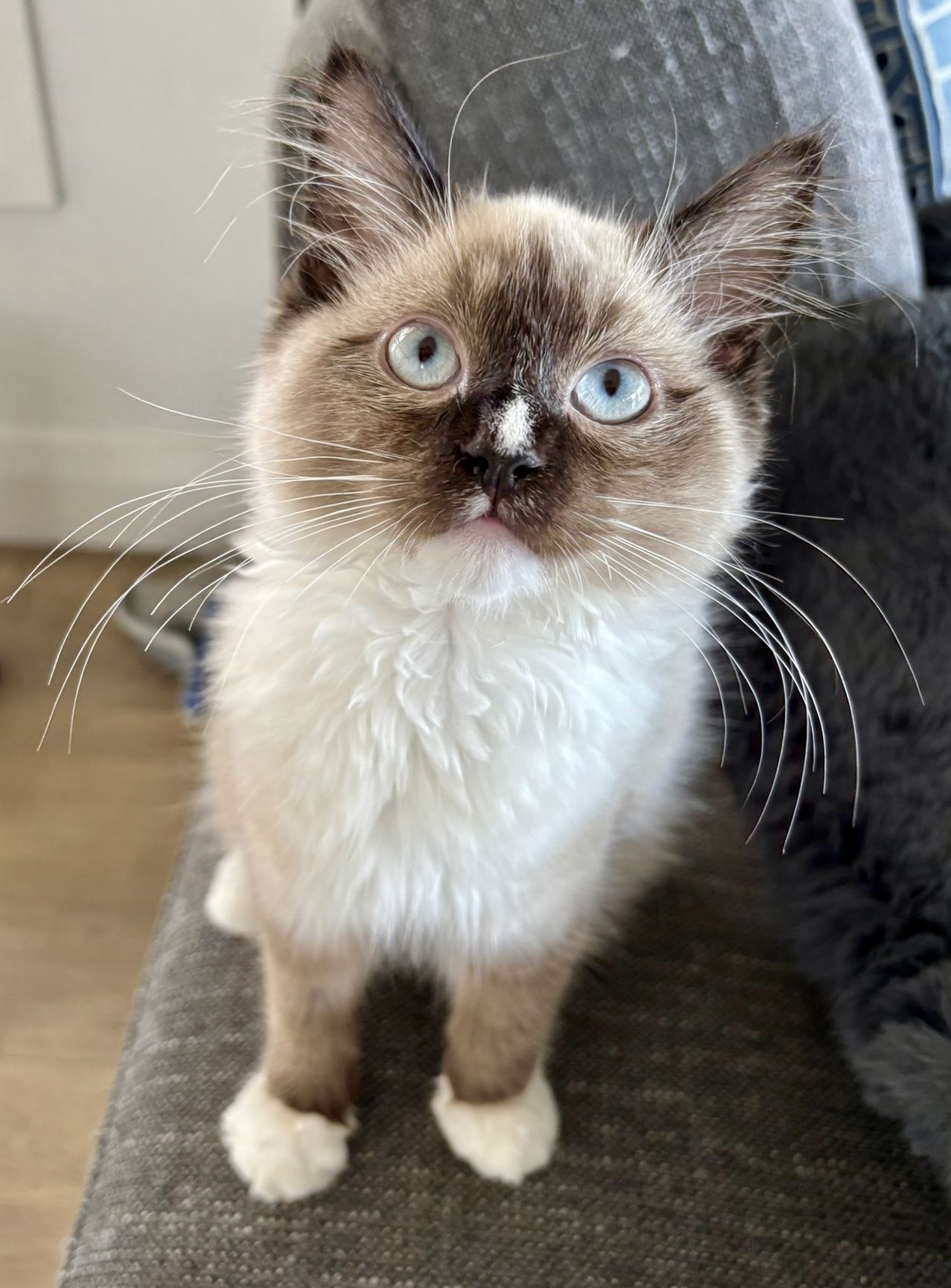 Percy - the curious little explorer - Image 2
