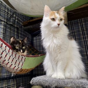 Pixi and Lola - smoochy seniors