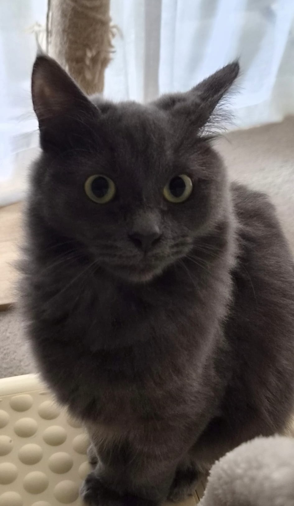 Luna - the shy little sweetheart learning to trust - Image 2