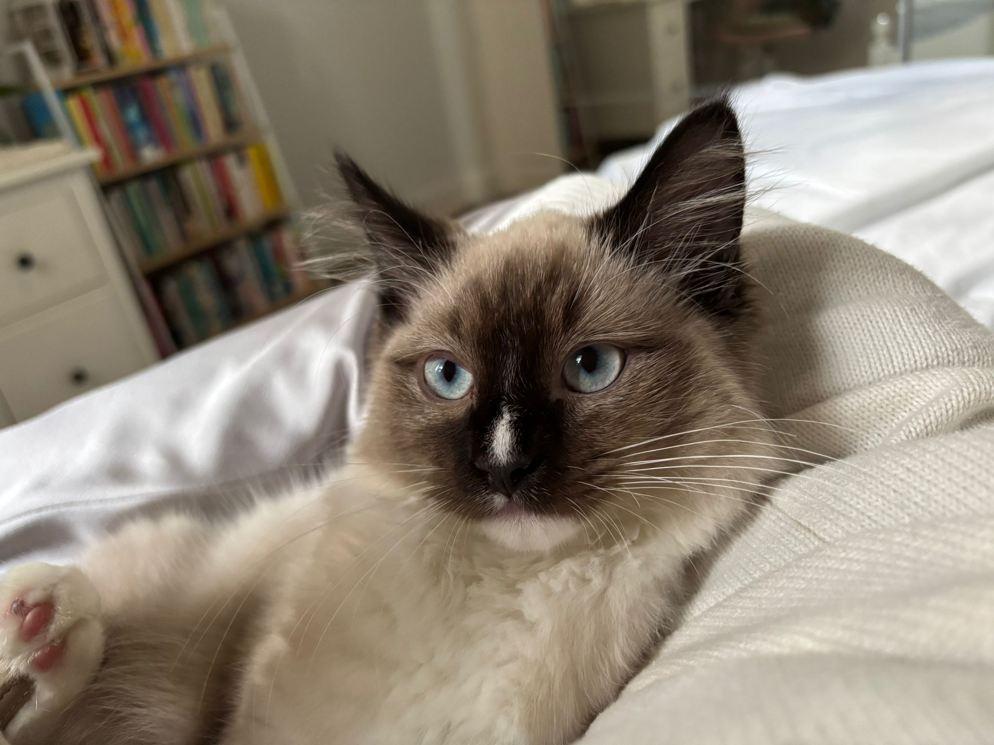 Percy - the curious little explorer - Image 3