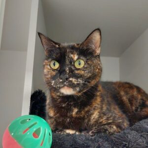 Willow - ready to finally be chosen