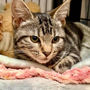 Little Pebble - Tiny survivor with a huge heart