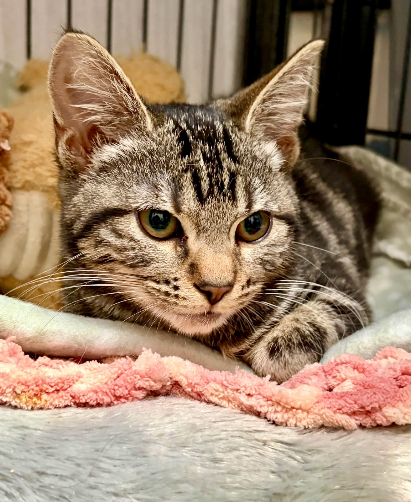 Little Pebble - Tiny survivor with a huge heart
