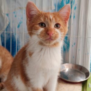 Persimmon - playful little boy looking for love