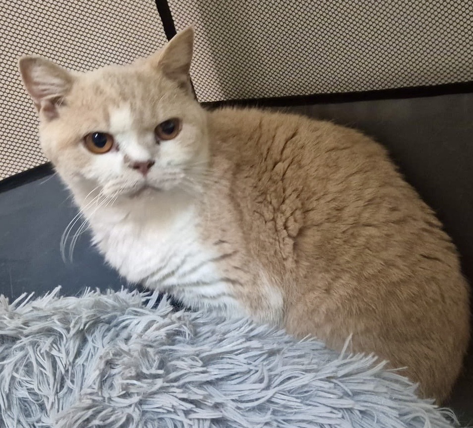 Cheeto - A Gentle Soul Looking for a Peaceful Home - Image 2