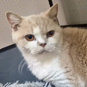 Cheeto - A Gentle Soul Looking for a Peaceful Home