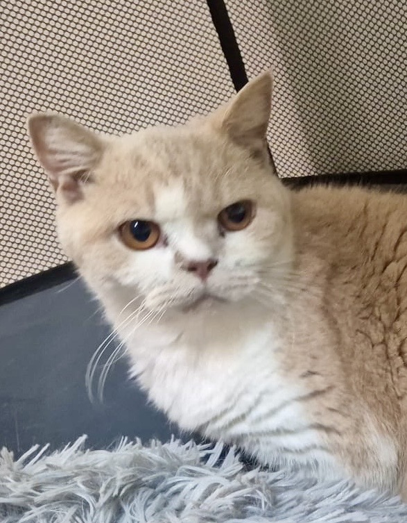 Cheeto - A Gentle Soul Looking for a Peaceful Home
