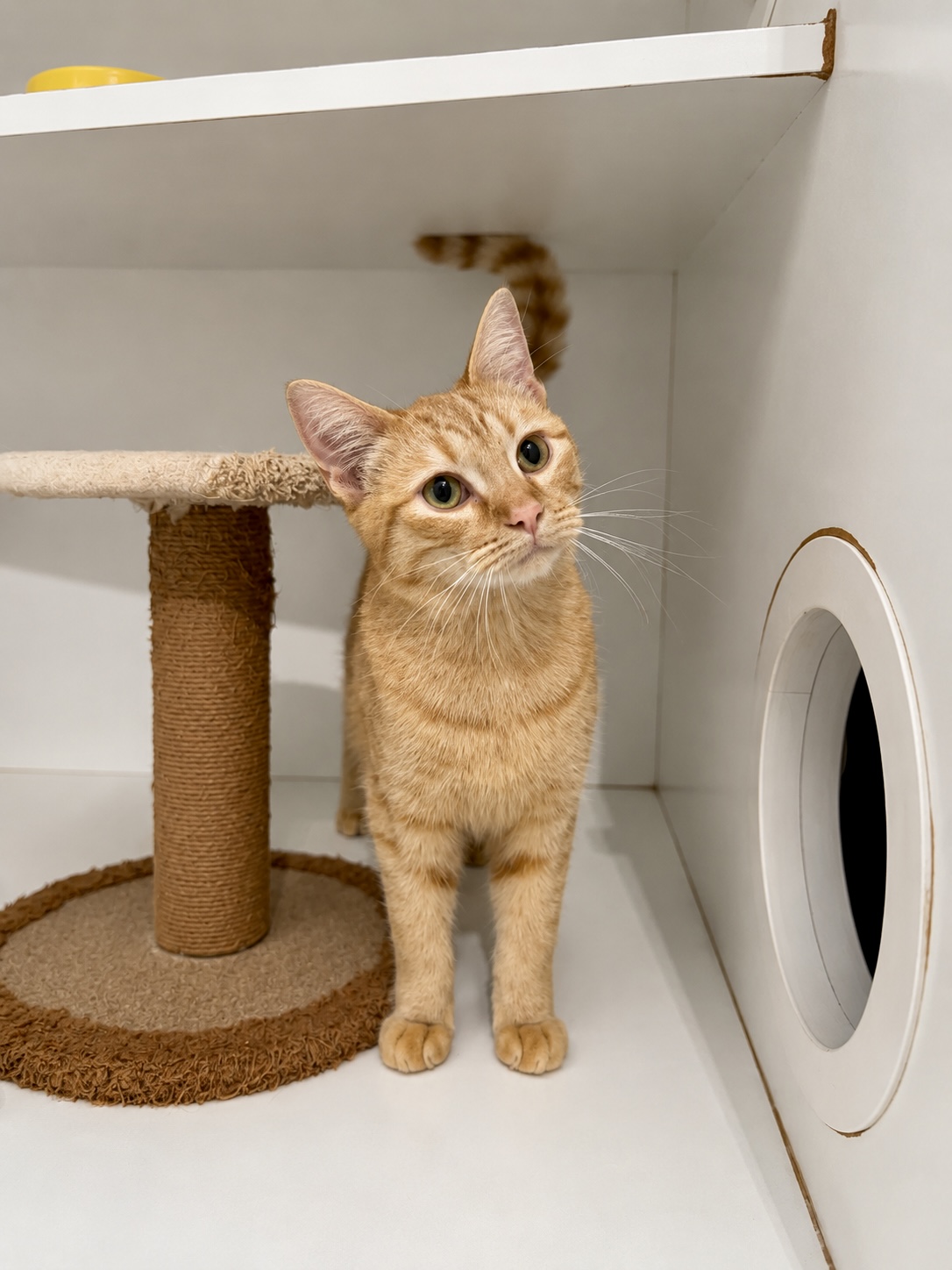 Marcy - sweet, playful and full of love - Image 3