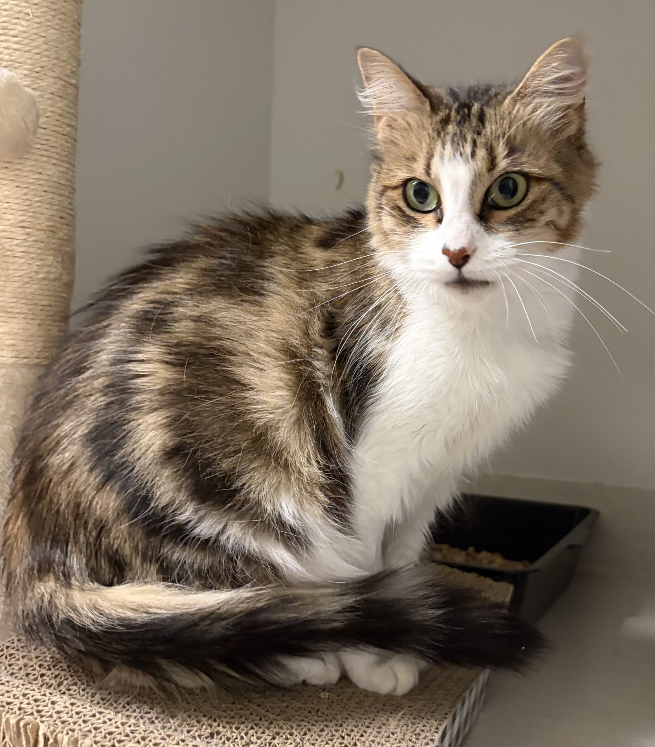 Peanut - affectionate, independent and full of personality - Image 2