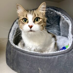 Peanut - affectionate, independent and full of personality