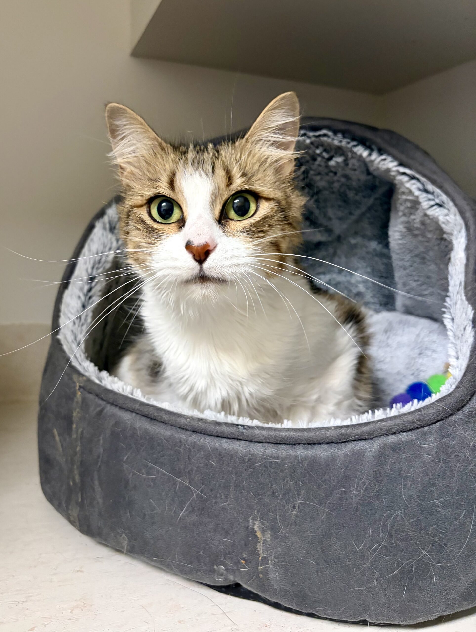 Peanut - affectionate, independent and full of personality
