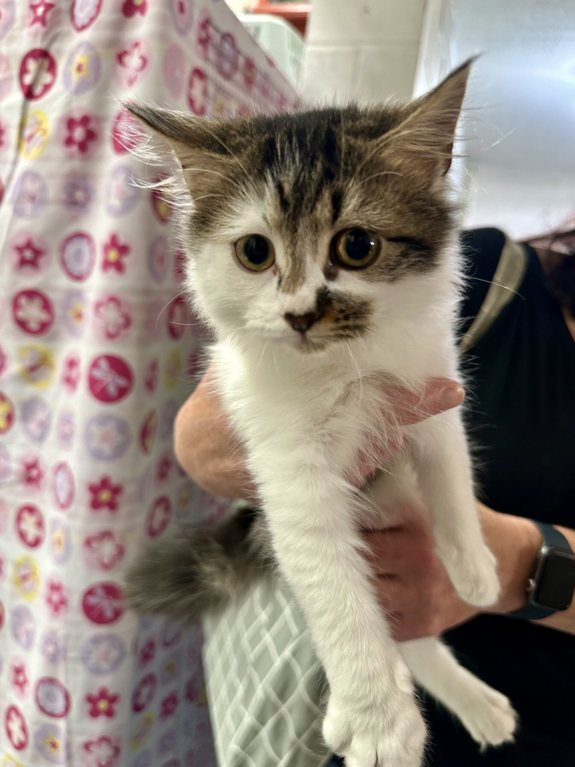 Piglet - the perfect little fluffball - Image 2