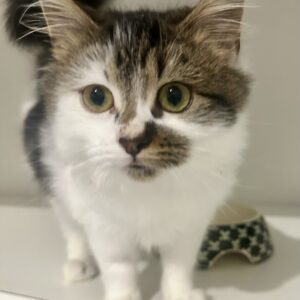 Piglet - the perfect little fluffball