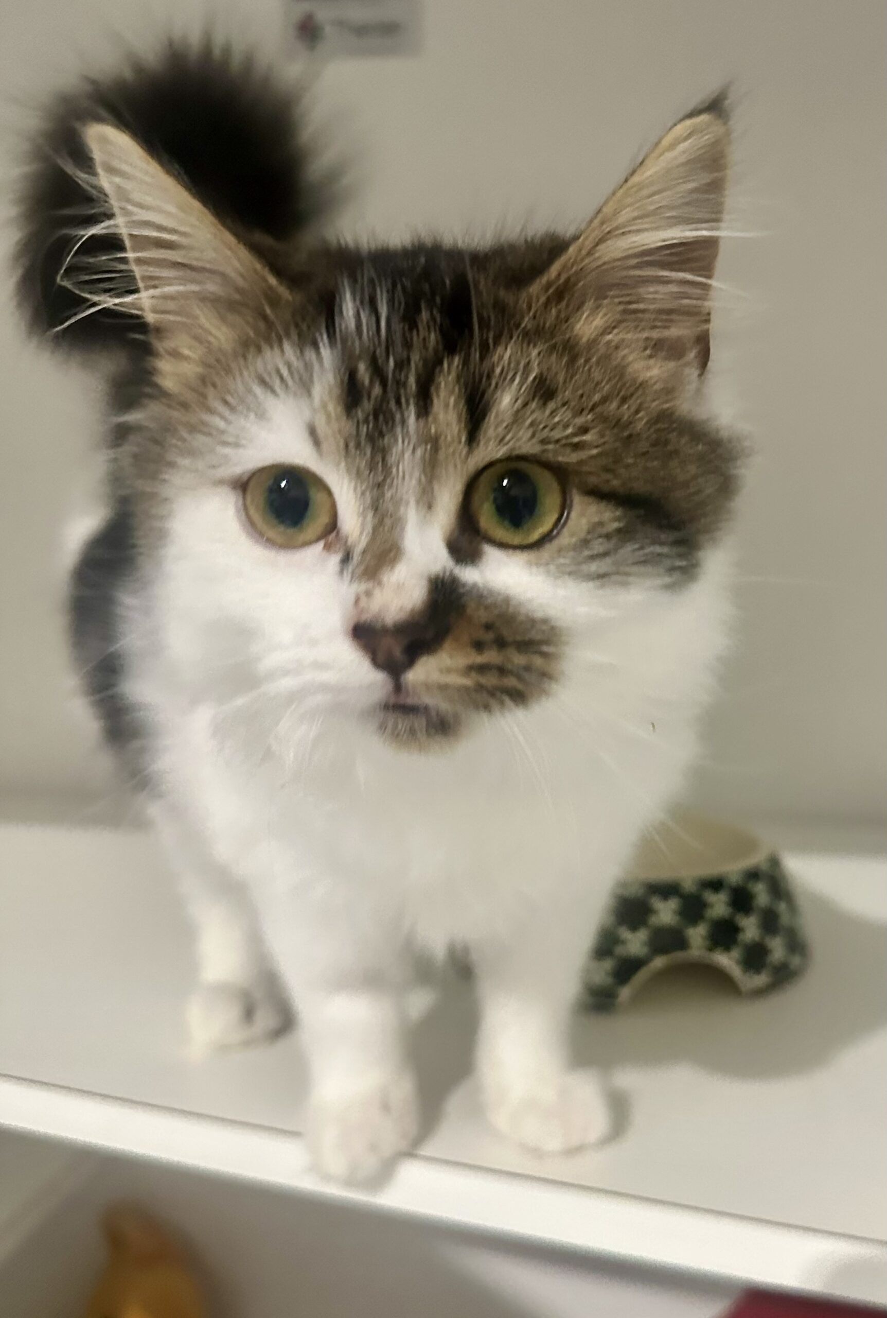 Piglet - the perfect little fluffball