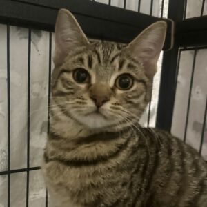 Evie - playful tabby kitten