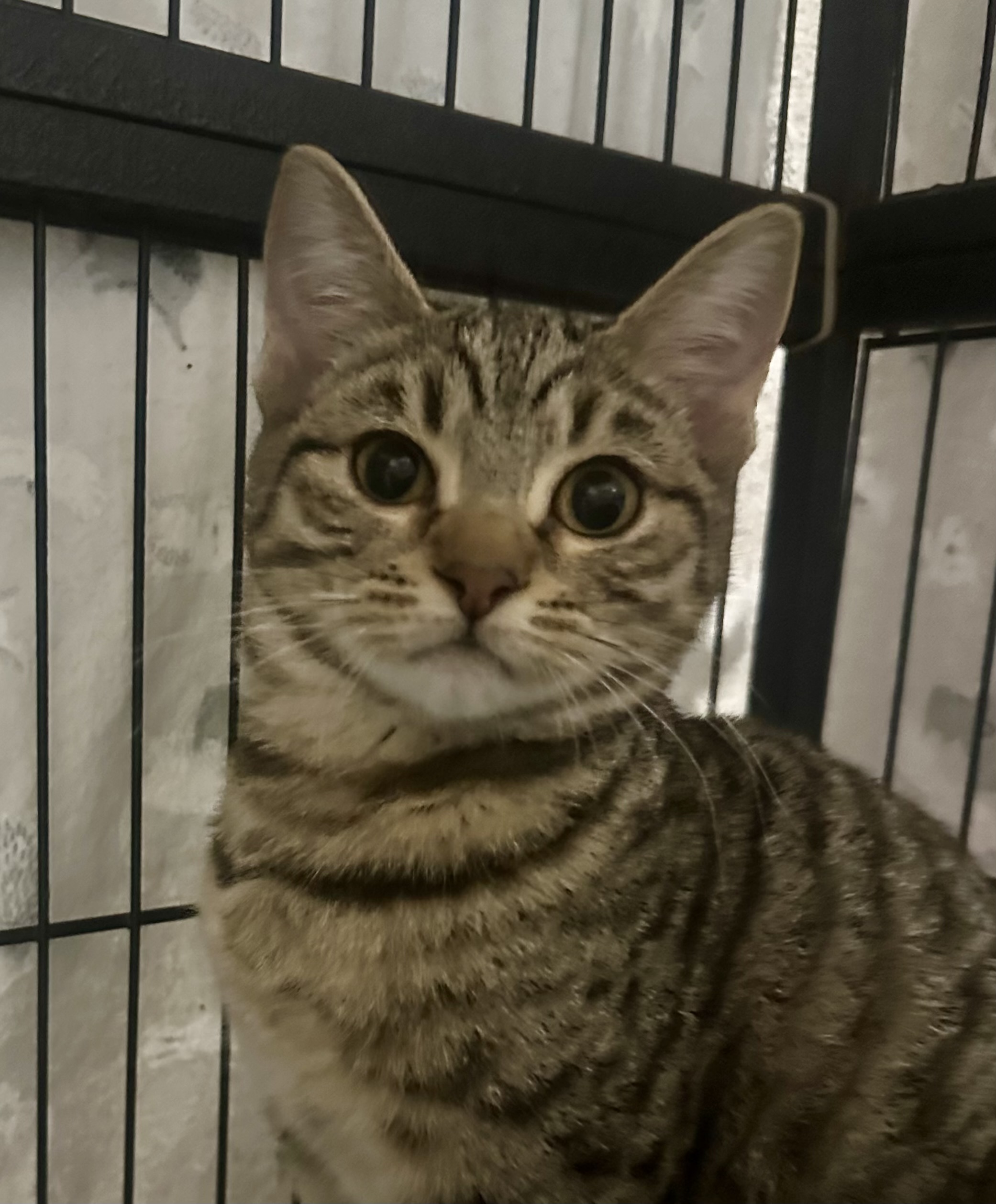 Evie - playful tabby kitten