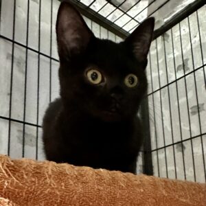Ebony - beautiful little shadow looking for love