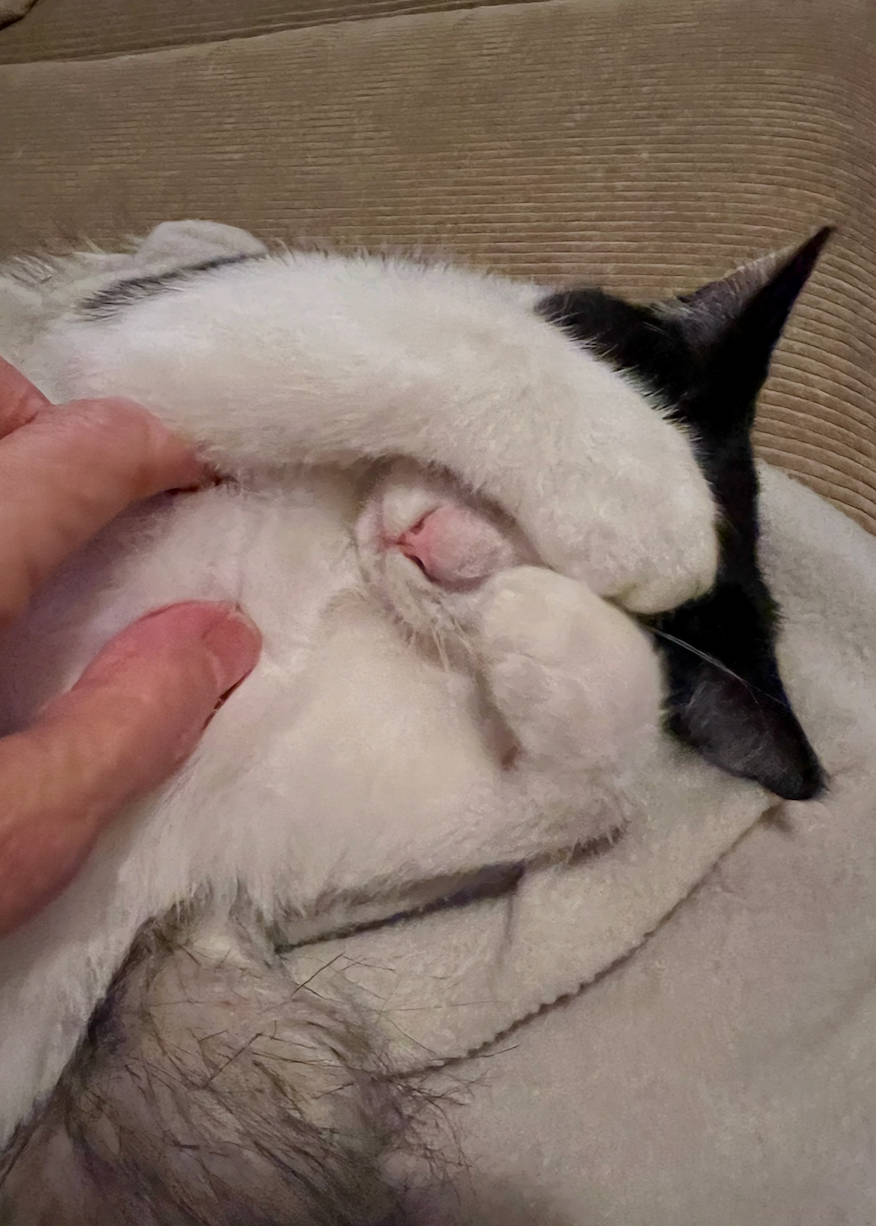 Sirocco - tiny tuxedo, big personality - Image 6