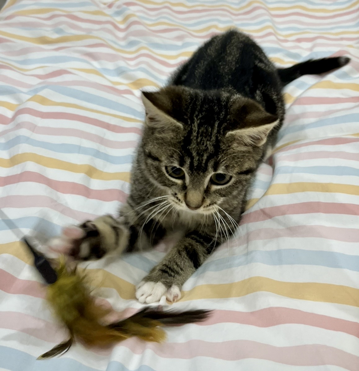 Earl - part lion, part meerkat, all heart - Image 4