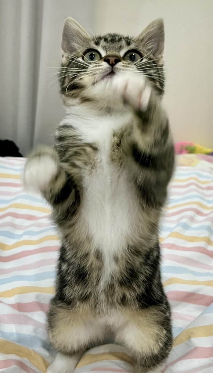 Earl - part lion, part meerkat, all heart - Image 3