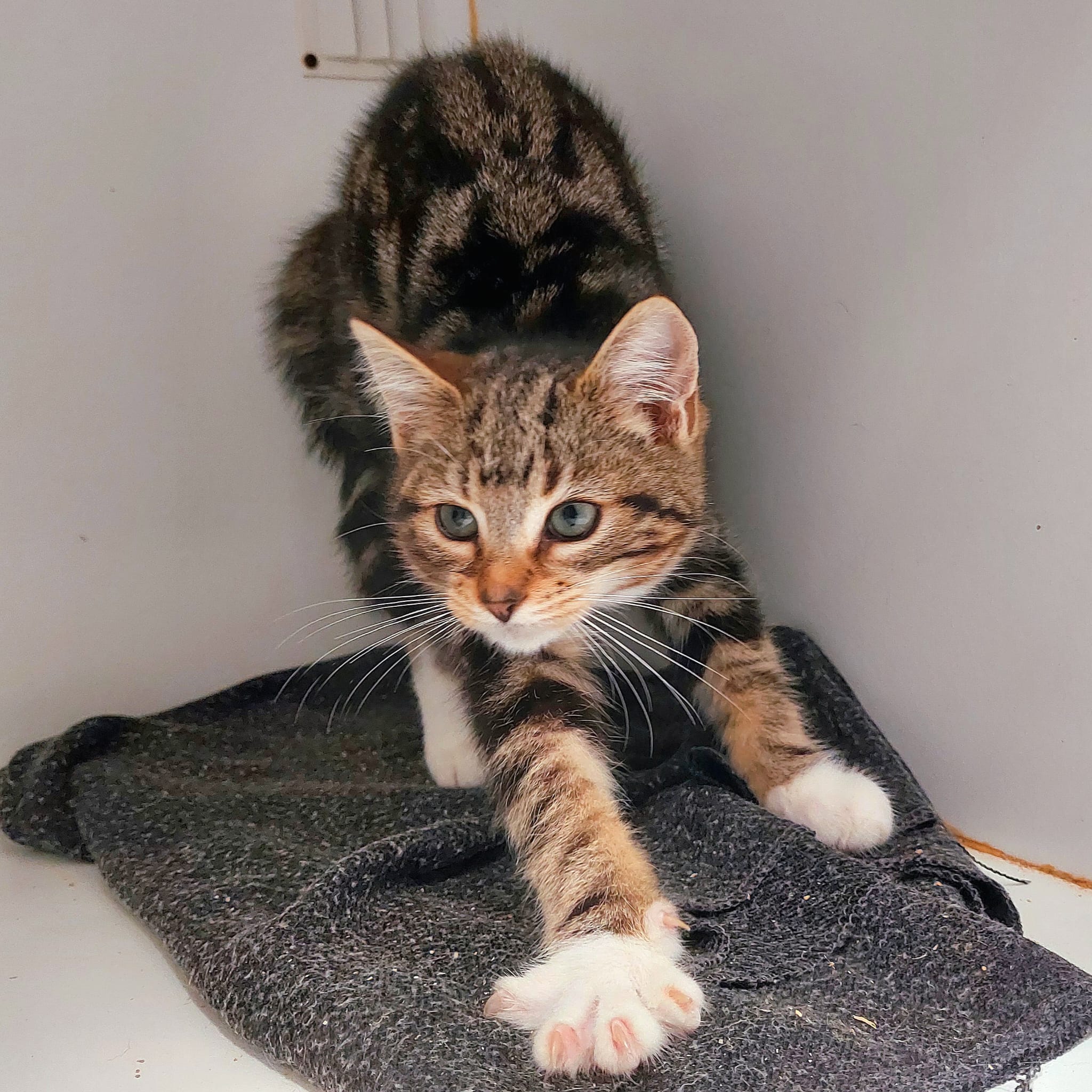 Goat - sweet and cuddly kitten with a playful spirit - Image 2