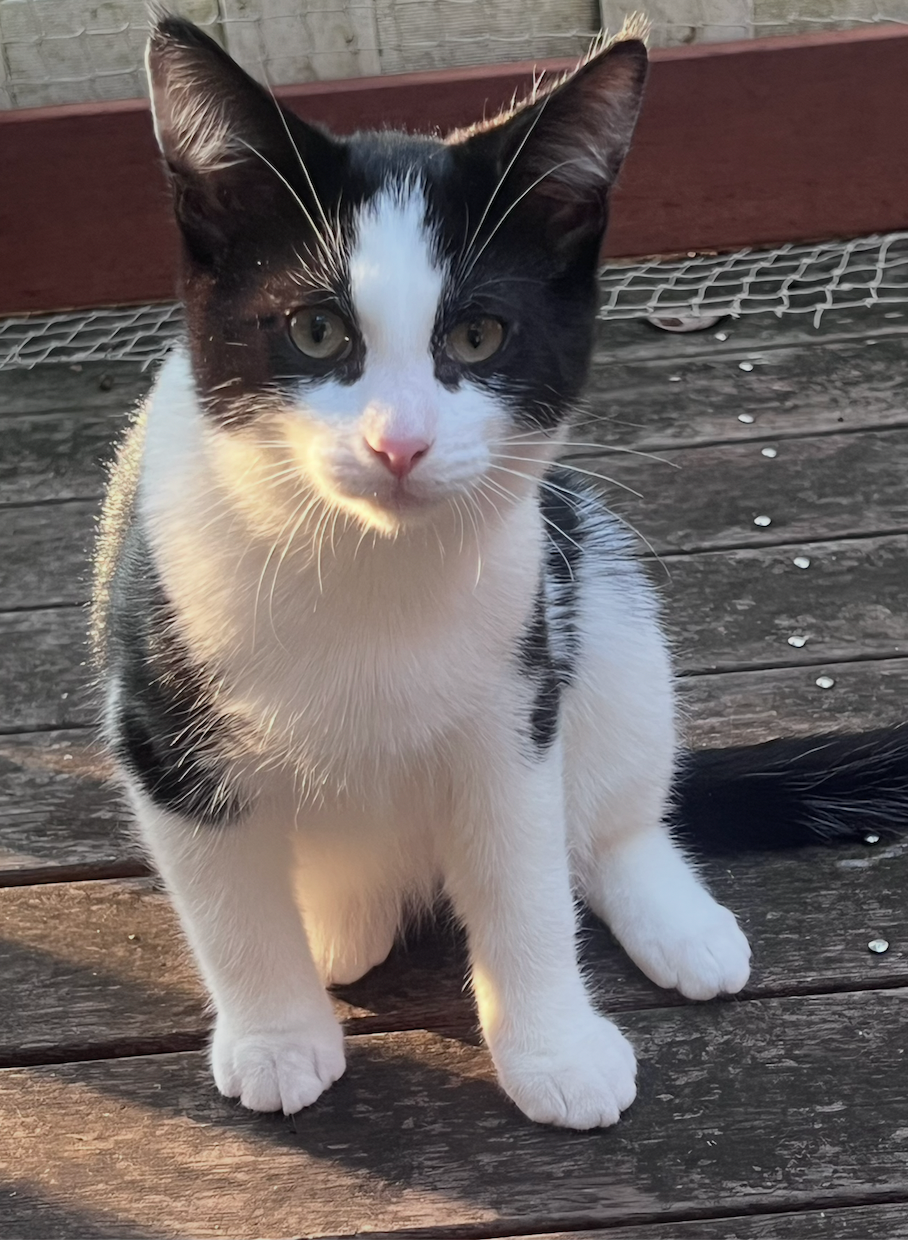Sirocco - tiny tuxedo, big personality - Image 5