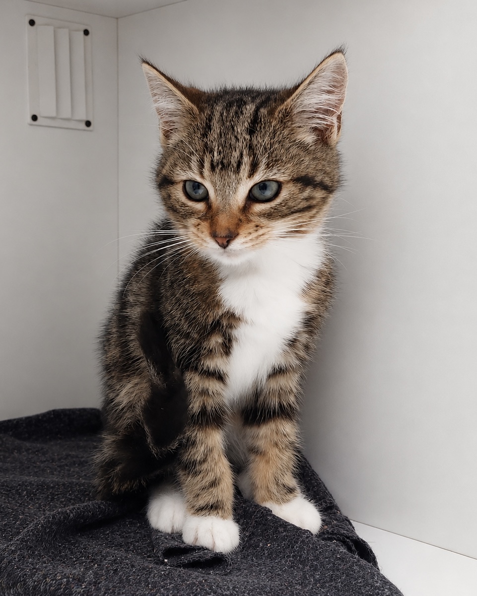 Goat - sweet and cuddly kitten with a playful spirit
