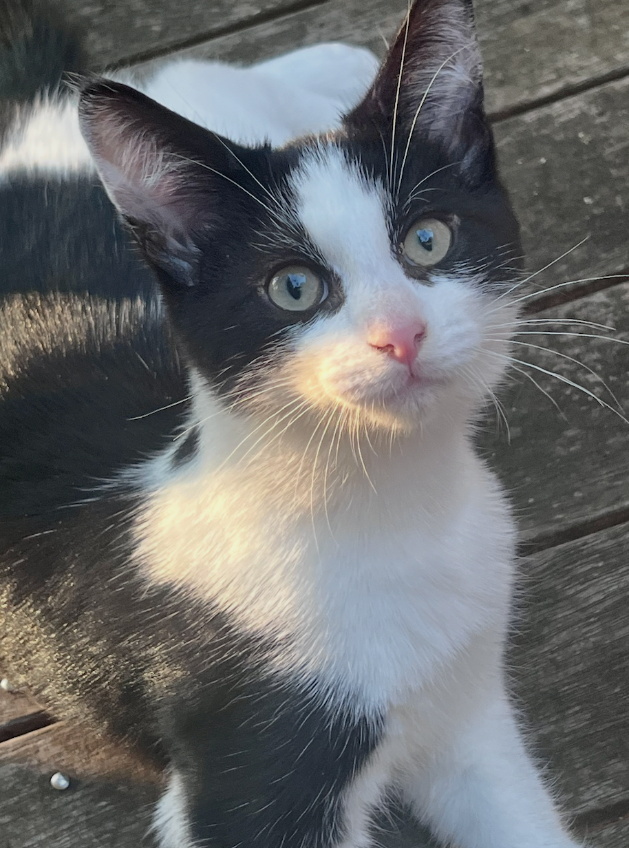 Sirocco - tiny tuxedo, big personality - Image 4
