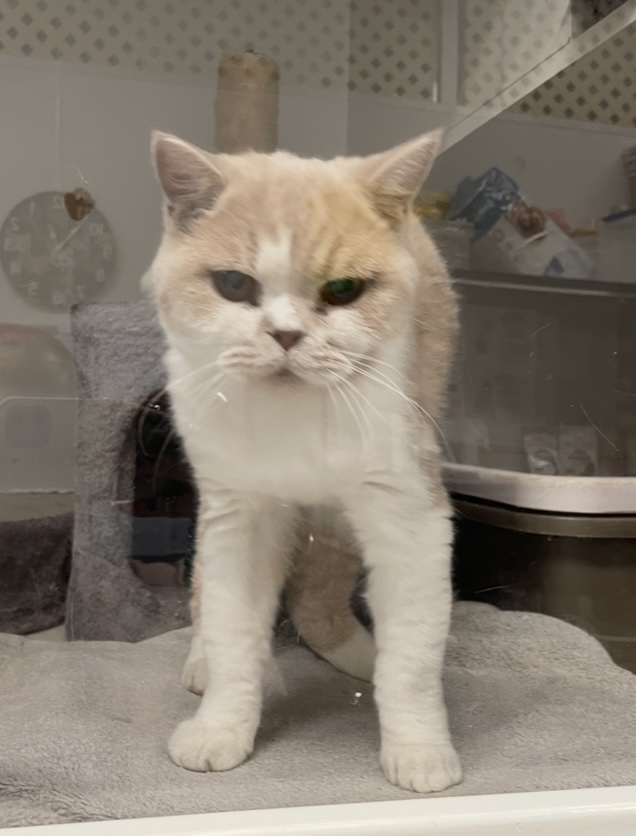 Cheeto - A Gentle Soul Looking for a Peaceful Home - Image 3