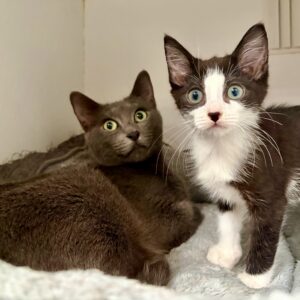 Bluebelle and Jimmy - A bond forged through adversity