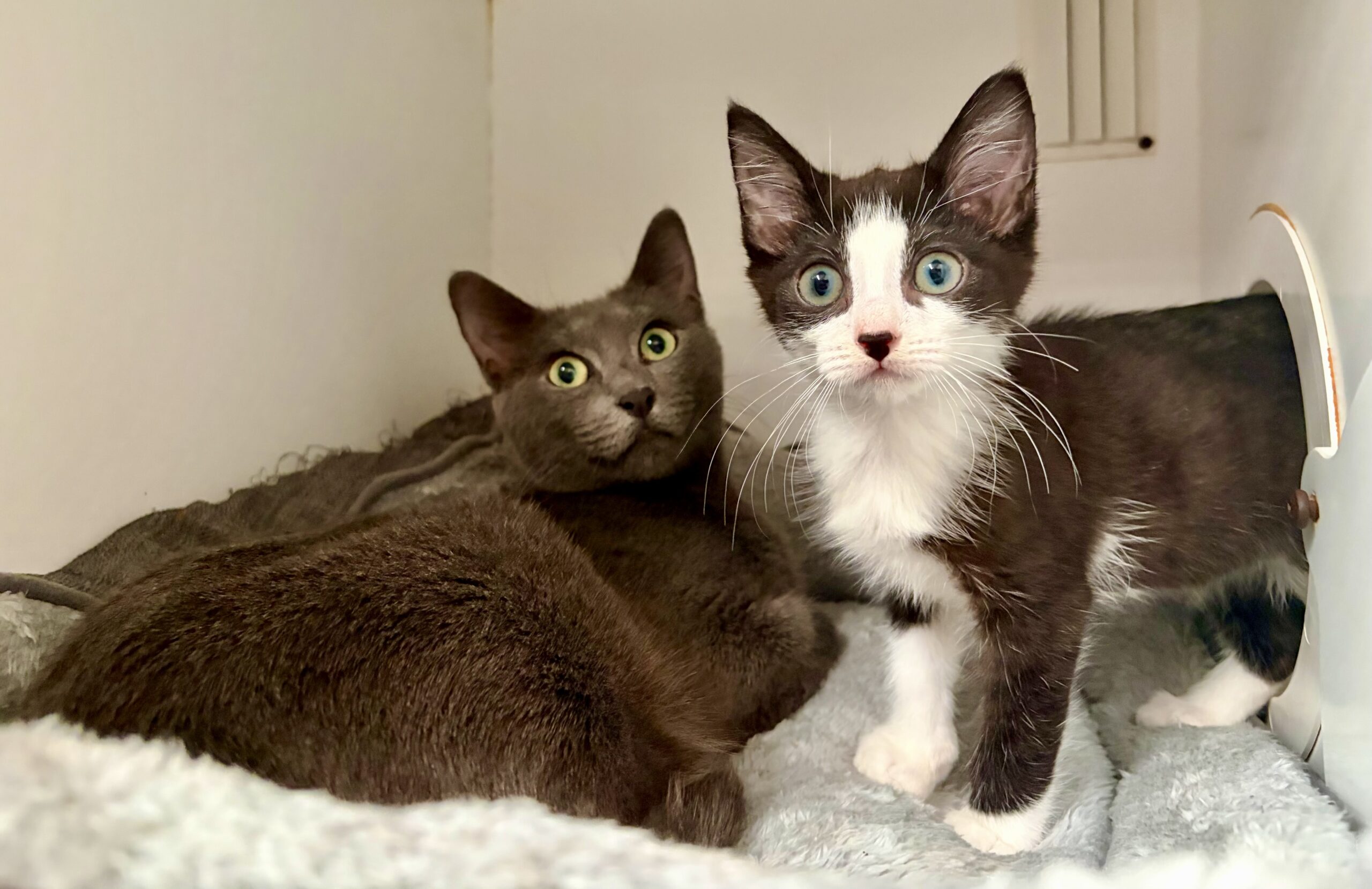 Bluebelle and Jimmy - A bond forged through adversity