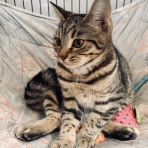 Evie - playful tabby kitten