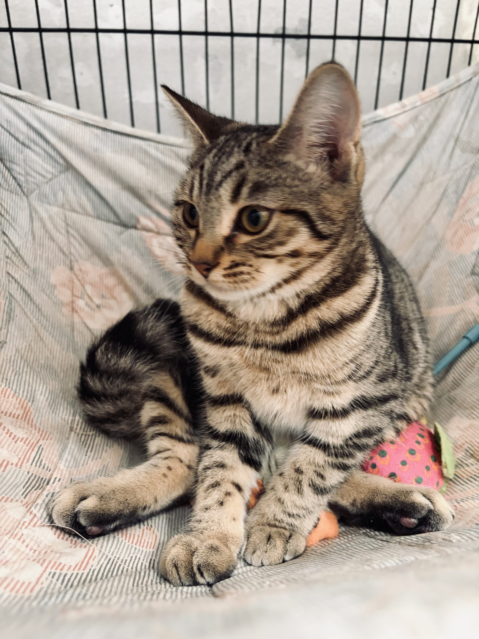 Evie - playful tabby kitten