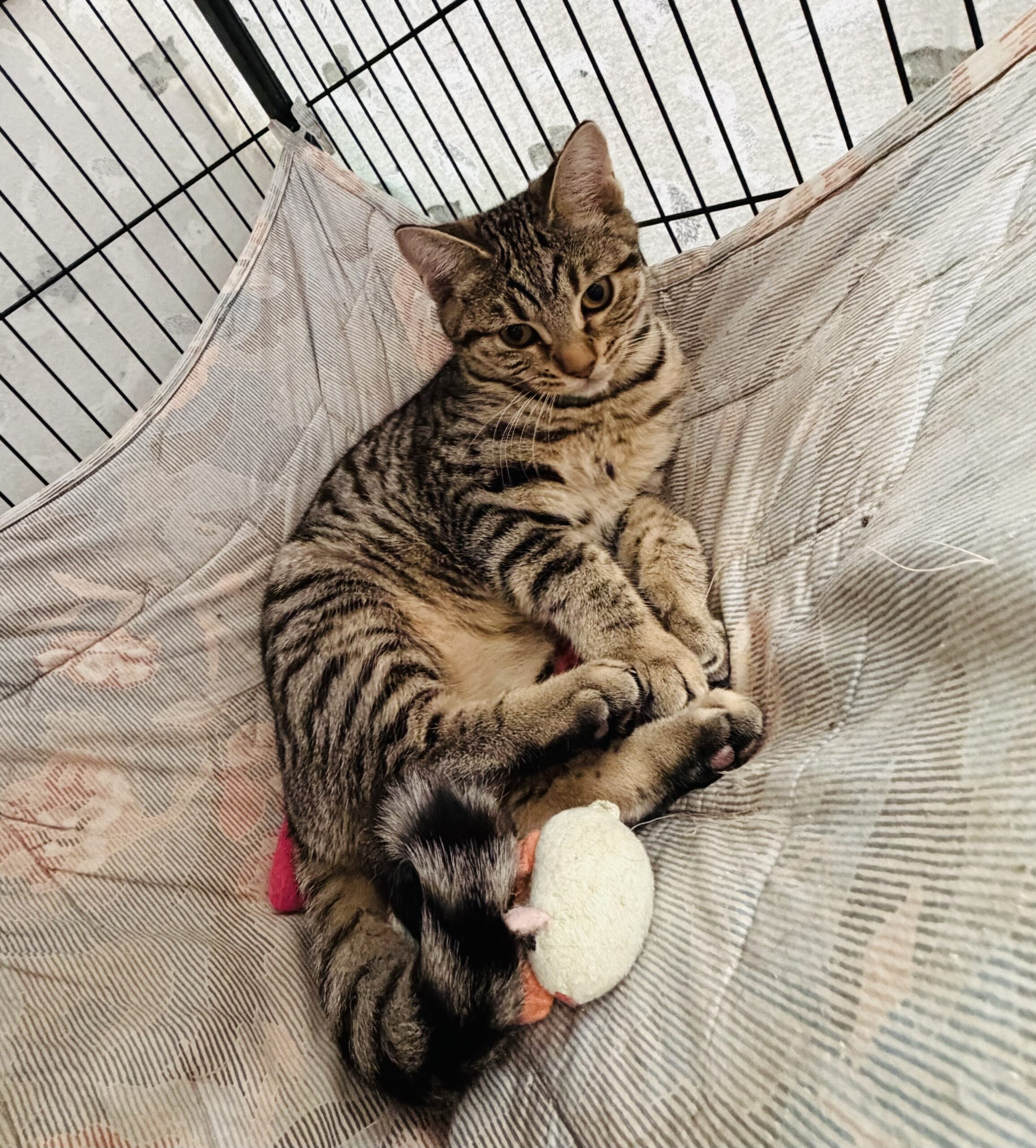 Evie - playful tabby kitten - Image 2