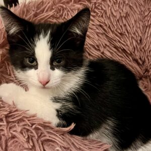 Sirocco - tiny tuxedo, big personality