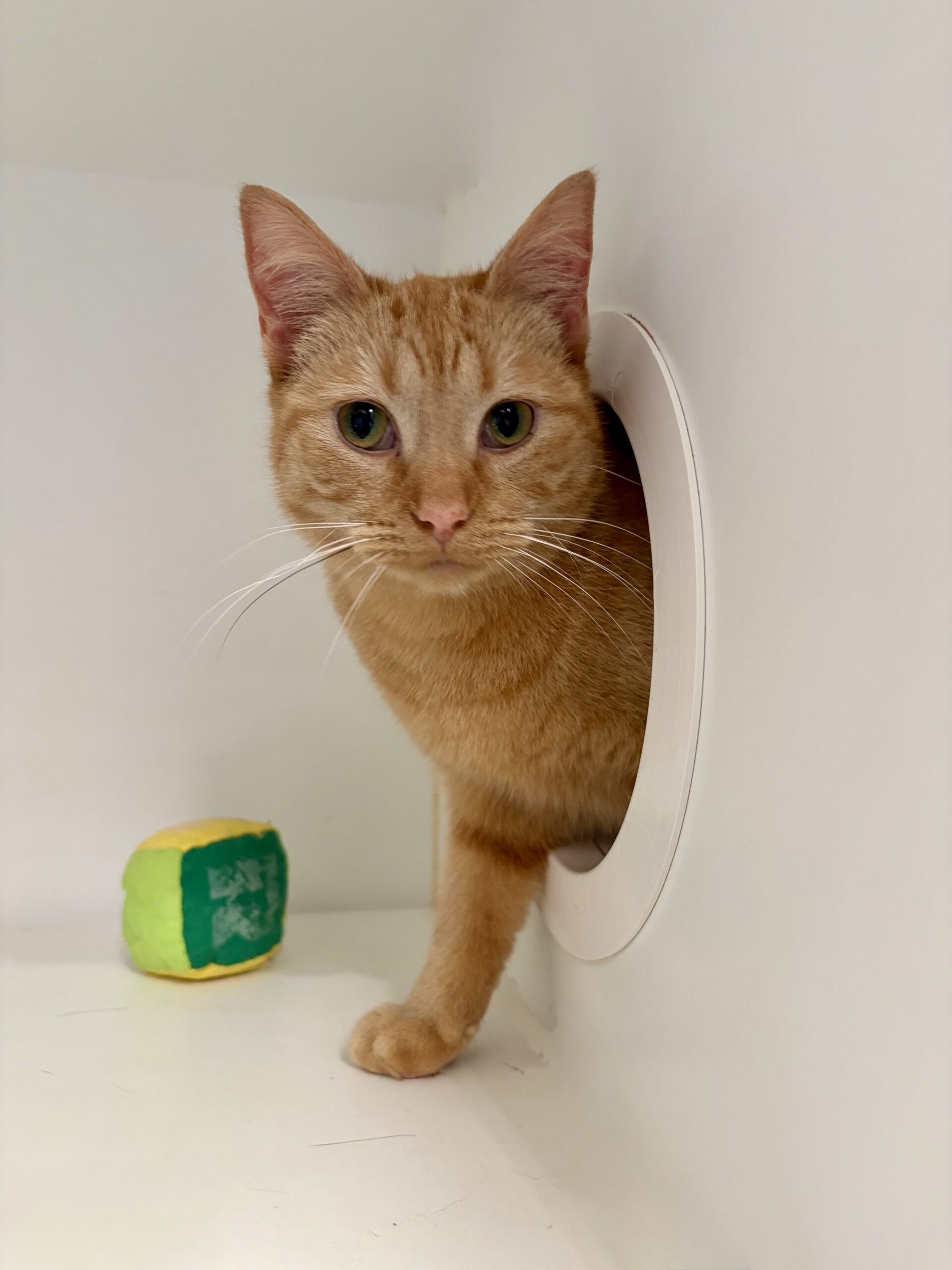 Marcy - sweet, playful and full of love